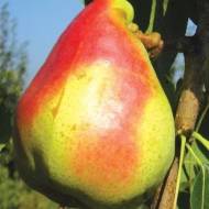 Саженец Груша Мадам Балле